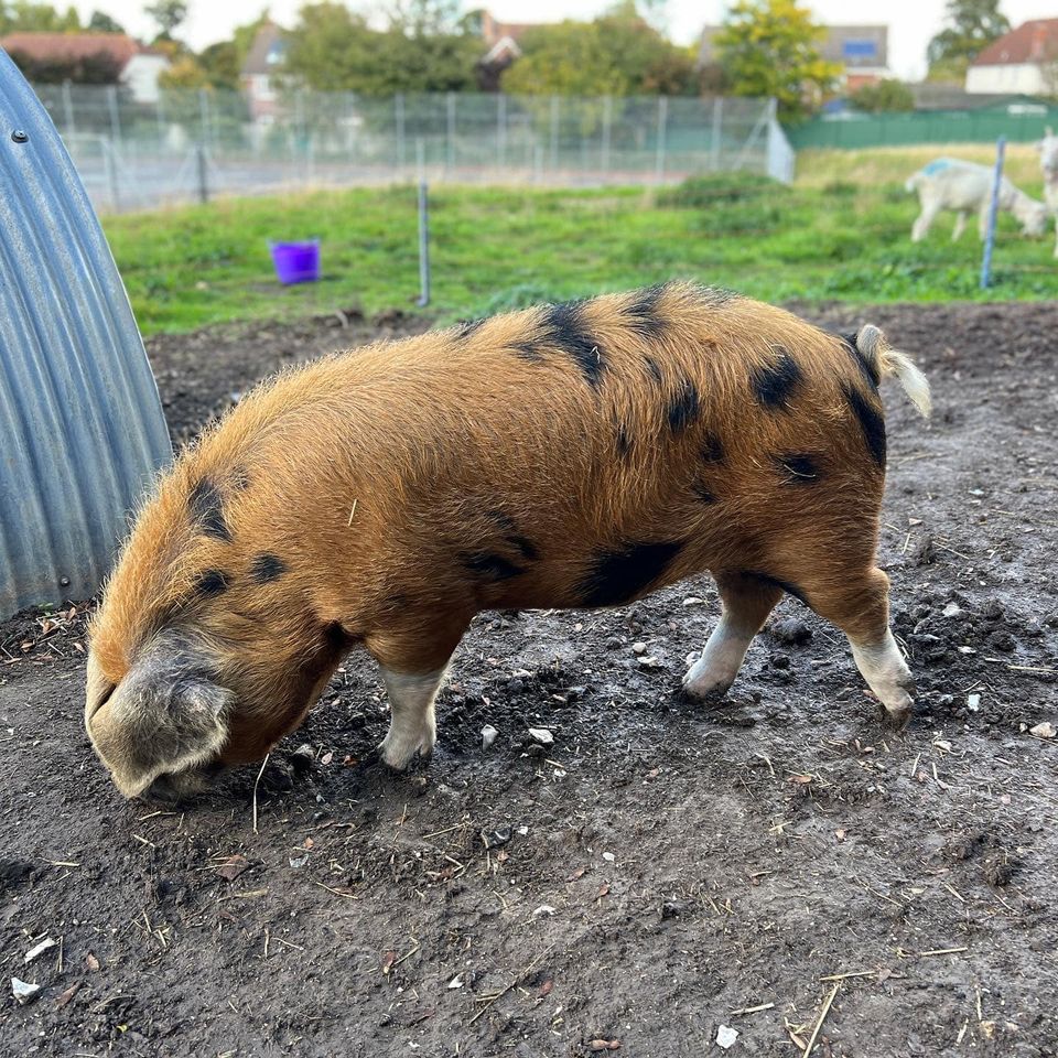 ASUatSWCHS's tweet photo. Welcome Branston!
Our new #Oxfordsandyandblack #pig has joined our breeding programme. Branston is of the Clarence line and will go to one of our girls next month.
Don’t forget to book in for Kids club this weekend or camp during the October half term!
#schoolpigs #rbst https://t.co/eTCWyXLqMQ