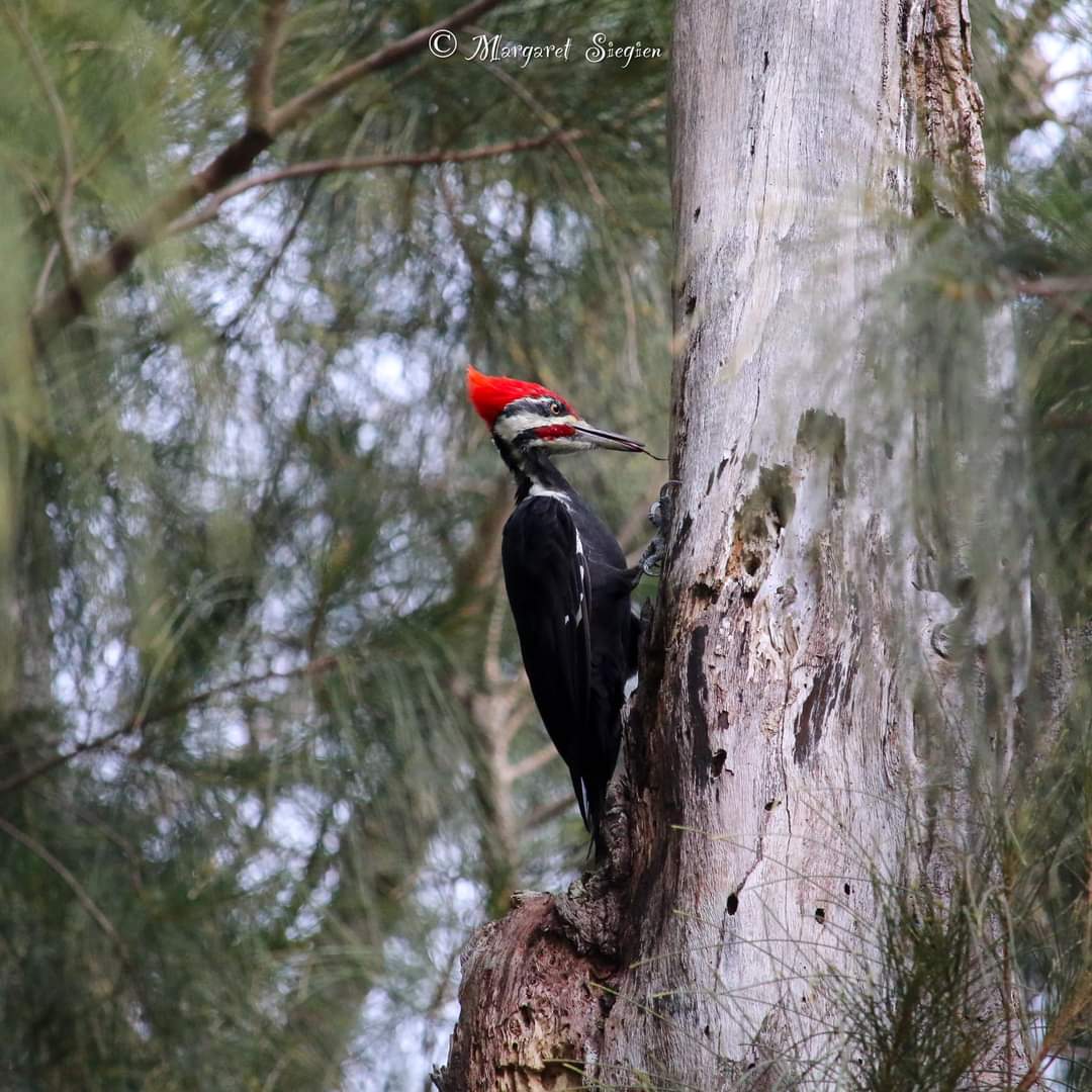 NatureXposure's tweet photo. Pileated Woodpeckers often chip out large and roughly rectangular holes in trees while searching out insects, especially ant colonies.They also lap up ants by reaching with their long tongues into crevices. 

#bird #wildlife #birdphotography #outdoors #birds #BirdTwitter https://t.co/Z7ws48c3oW