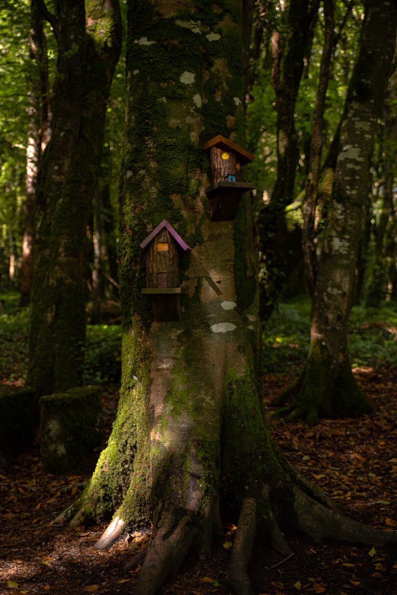 DonnaMcc94's tweet photo. Autumn love 🍁

#Belleekwoods #MayoNorth #Fairytrail #Autumn https://t.co/NUb8bKqQt5