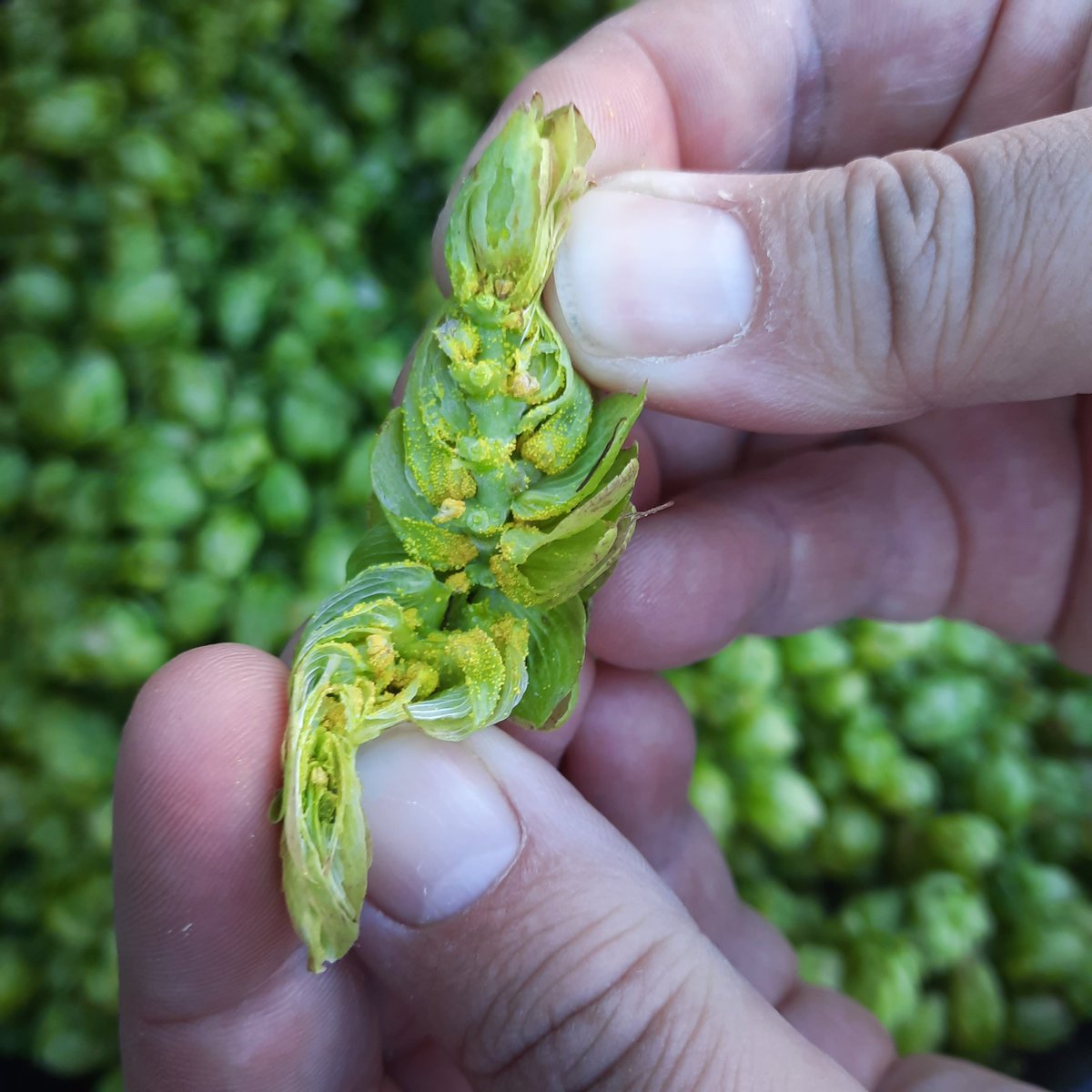 BrouwerijStijl's tweet photo. Nagenieten van de #FloriadeExpo ? Proosten op de toekomst?
Dat kan nu met de unieke Fresh Hop bieren, gebrouwen met 100% verse hop uit de Stijl Hoptuin. Onderdeel van het #agroforestry perceel op #UtopiaEiland
Nu te reserveren in onze webshop! https://t.co/WwKIDMAIsH