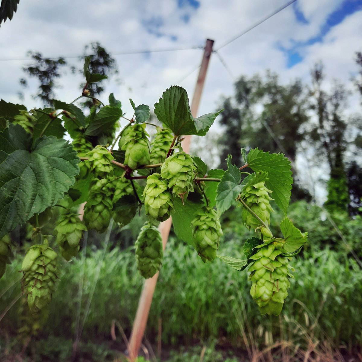 BrouwerijStijl's tweet photo. Nagenieten van de #FloriadeExpo ? Proosten op de toekomst?
Dat kan nu met de unieke Fresh Hop bieren, gebrouwen met 100% verse hop uit de Stijl Hoptuin. Onderdeel van het #agroforestry perceel op #UtopiaEiland
Nu te reserveren in onze webshop! https://t.co/WwKIDMAIsH