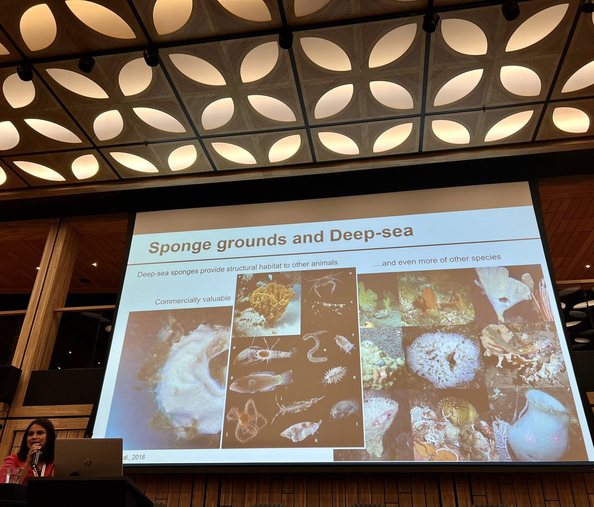 sponge_2022's tweet photo. Starting the second day of the conference is @mbelen_arias @LabRiesgo on #deepseasponges as eDNA samplers and @JoanaRXavier @CiimarUp on the striking #deepsea biodiversity of the Azorean region #11worldspongeconference https://t.co/KB91qbslFR