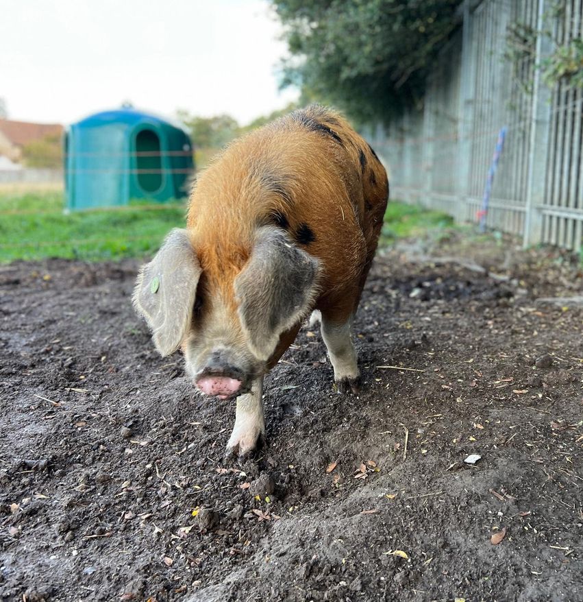 ASUatSWCHS's tweet photo. Welcome Branston!
Our new #Oxfordsandyandblack #pig has joined our breeding programme. Branston is of the Clarence line and will go to one of our girls next month.
Don’t forget to book in for Kids club this weekend or camp during the October half term!
#schoolpigs #rbst https://t.co/eTCWyXLqMQ