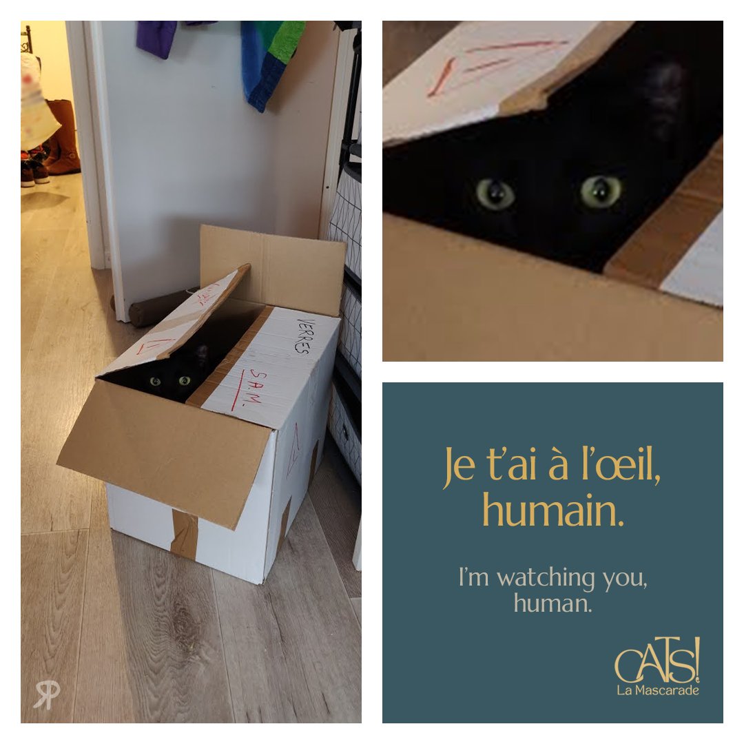 Tout le monde veut devenir un Cat ! 🎶🐈‍⬛
Et vous en aurez l'occasion ce Dimanche 16 Octobre à la table de <a href="/Kinayla_Neypala/">Kinayla Neypala</a> ! Plus d'infos sur roleplayers.fr !
#jeuderole #jdr #ttrpg #chats #cats