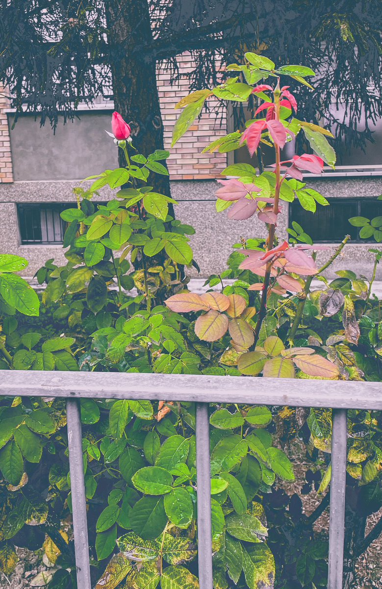 Anormale9's tweet photo. This is a place where I don't 
This is a place where I feel at home
'Cause, I built a home 
For you 
For me

🖤🌱🍂
#thecinematicorchestra
#tobuildahome 
#autumn https://t.co/kQfTqWXDtr