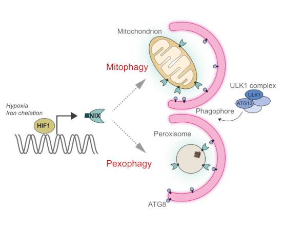 The EMBO Journal (@embojournal) on Twitter photo Is there an interconnection between #mitophagy and #pexophagy?
<a href="/LabGanley/">Ganley Lab</a> <a href="/mrcppu/">MRC PPU</a> <a href="/UoDLifeSciences/">UoD Life Sciences</a> find that turnover of both #mitochondria and #peroxisomes depends on #autophagy receptor NIX/BNIP3L
embopress.org/doi/10.15252/e… Is there an interconnection between #mitophagy and #pexophagy?
<a href="/LabGanley/">Ganley Lab</a> <a href="/mrcppu/">MRC PPU</a> <a href="/UoDLifeSciences/">UoD Life Sciences</a> find that turnover of both #mitochondria and #peroxisomes depends on #autophagy receptor NIX/BNIP3L
embopress.org/doi/10.15252/e…