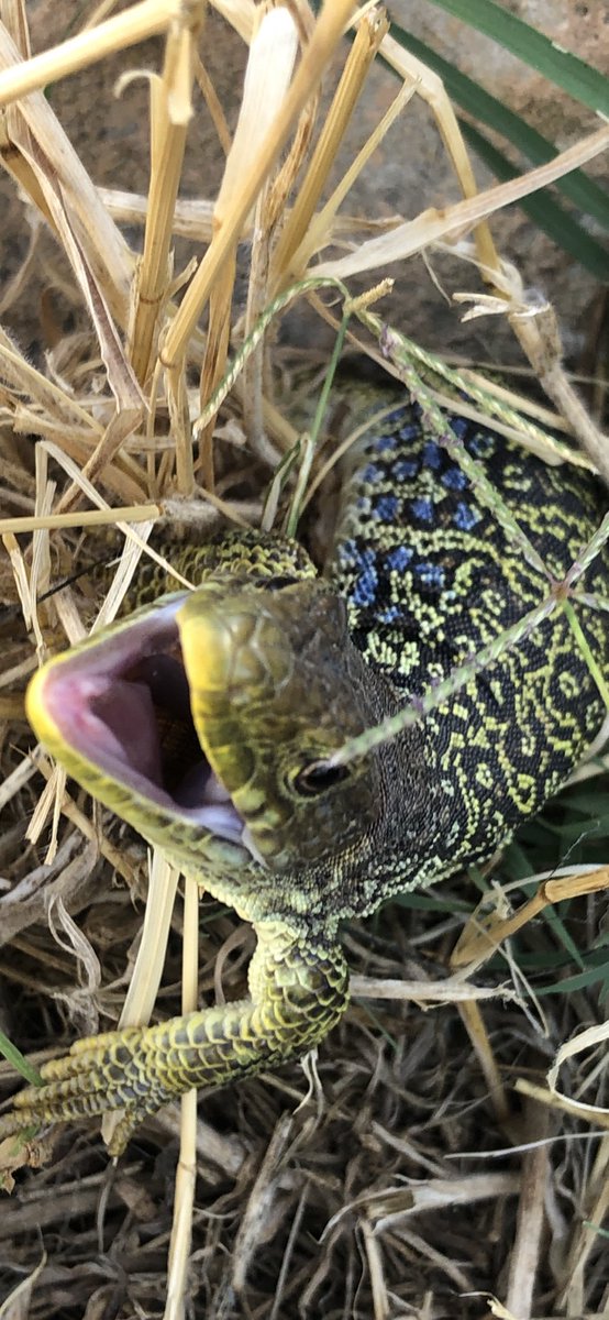 PedroAierbe's tweet photo. Una hembra de lagarto ocelado encarándose este Agosto en #MolinaDeAragon #Timonlepidus #timon #lacertidae #squamata #sauropsida #musker #reptilian #reptile https://t.co/g9vcRIzl7t