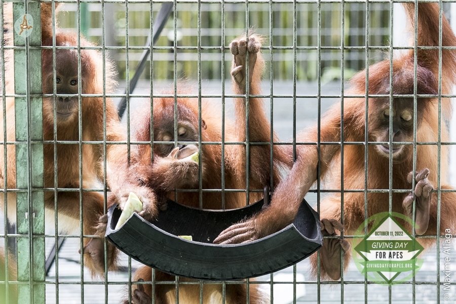 Started in 2001, SOCP maintains the first and largest centre in Sumatra that cares for and rehabilitates orangutans confiscated from the illegal pet trade. To date, the SOCP has rescued over 440 orangutans, and successfully reintroduced over 300 orangutans.