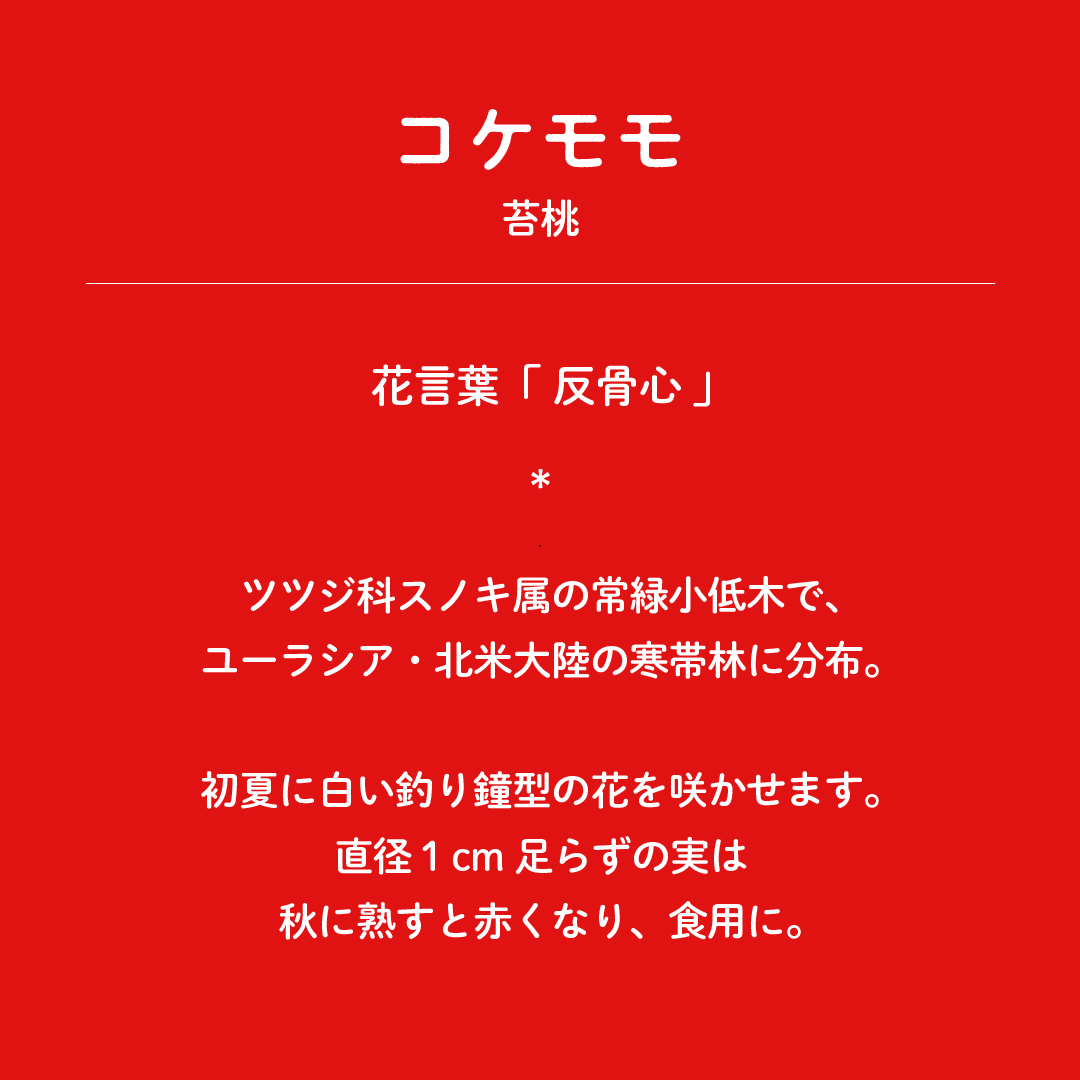 暦生活 今日の誕生花は コケモモ 苔桃 花言葉は 反骨心 です 初夏に 白い釣り鐘型の花を咲かせます 直径１cm足らずの実は 秋に熟すと赤くなり 食用にも 誕生花日めくり 23 ができました T Co Inokvowzhu T Co