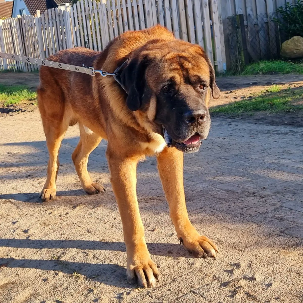 Shnikkers's tweet photo. Das ist der selbe Hund.
Zwischen den Aufnahmen liegen 9 Monate.
#tierquälerei #folte #Hund #Mastiff https://t.co/cwIKRBwfSG