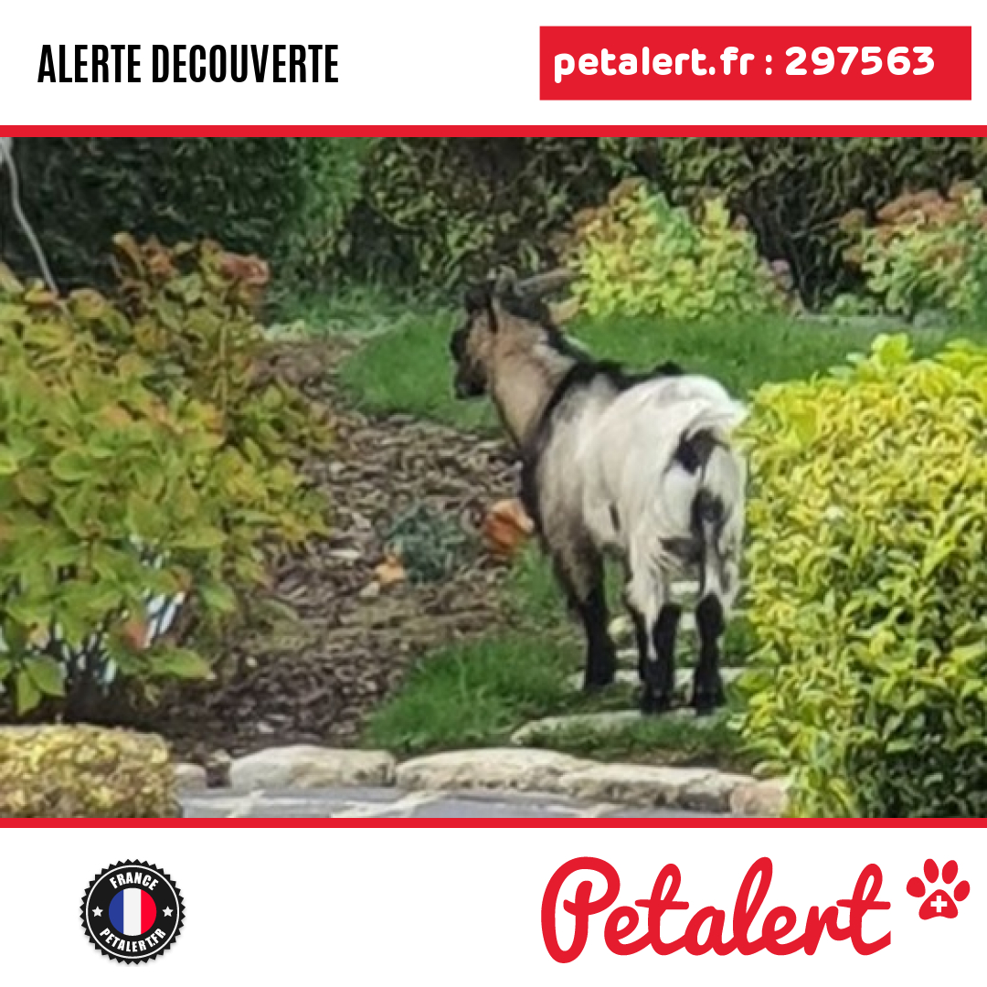 petalert_france's tweet photo. Trouvé #Chevre #Somme #Eppeville #Petalert  #PetAlert80 / https://t.co/w73ttGnK7s https://t.co/jRm6xNdkmW