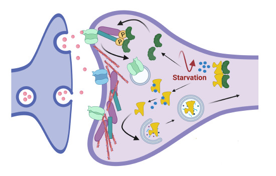 embojournal's tweet photo. Unexpected #autophagy roles in signaling:
Neuron-specific #ATG5 deletion reveals its importance for regulating cAMP/PKA-dependent phosphorylation of #postsynaptic density proteins
@KononenkoLab @CECAD_ and collaborators
https://t.co/Krtiu1NLlM https://t.co/qUJJY4AdAs