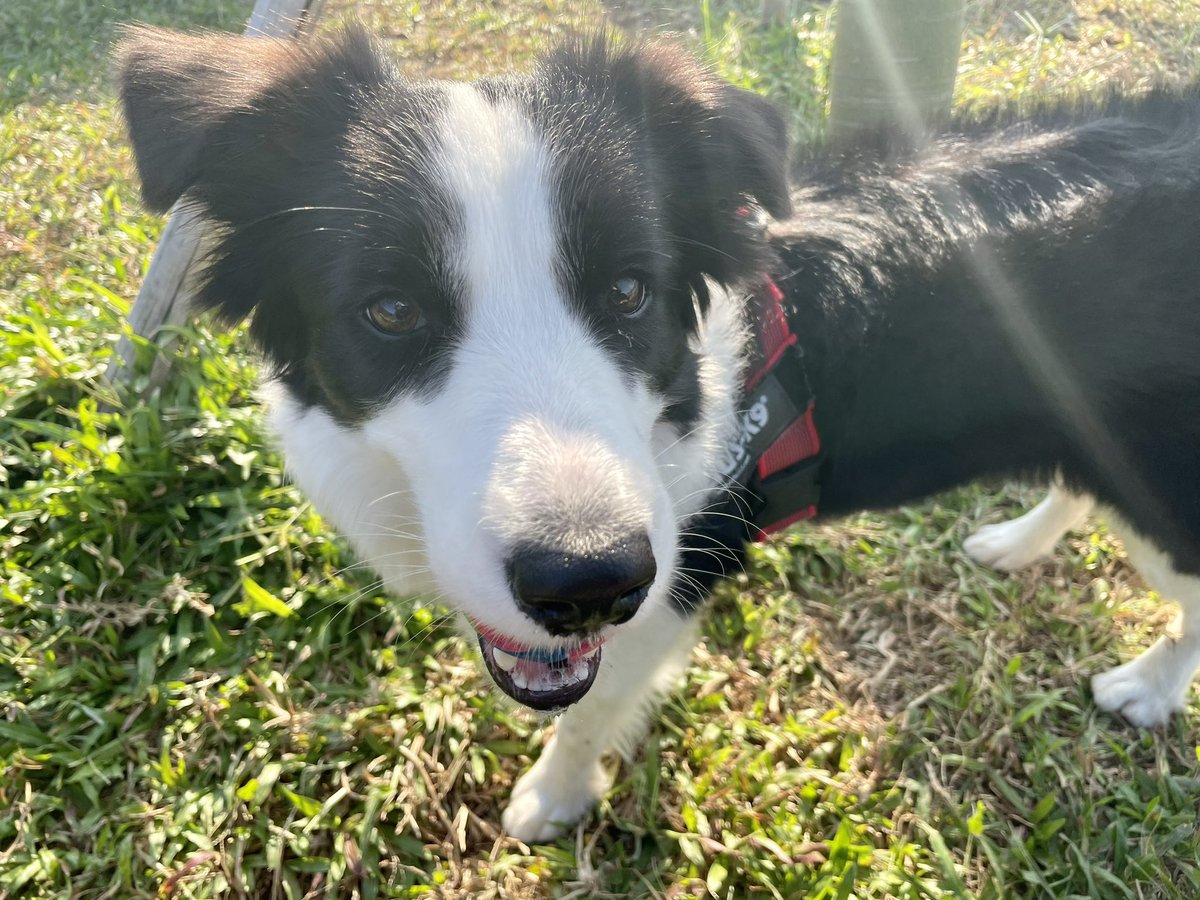 日差しがあるとやっぱりまだ暑いな😵
#dogsoftwitter #twitterdogcommunity #dog #bordercollie #犬のいる生活