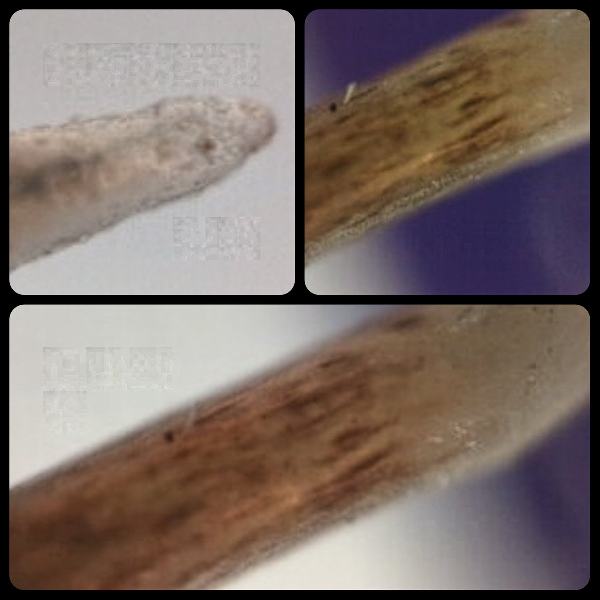 5Dmindcontrol's tweet photo. Cell phone microscope checking out my cats whiskers at 140x https://t.co/F4yI7TXQJE