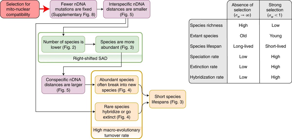 Mito-nuclear selection induces a trade-off between species ecological dominance and evolutionary lifespan rdcu.be/cXi0a