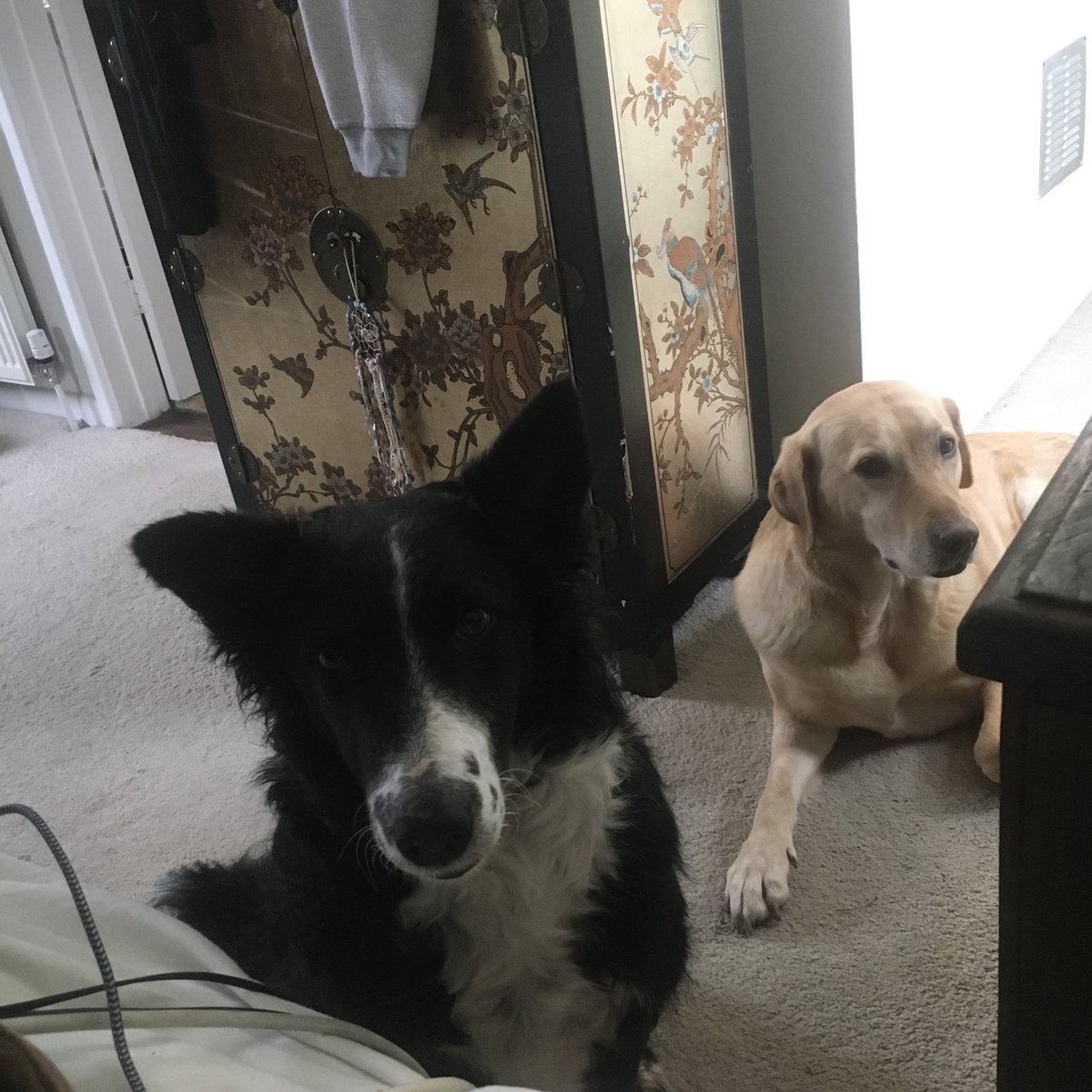 deborahbonham's tweet photo. So the suitcase is out again getting ready for #France #tour @106db There’s an air of expectation & excitement in the bedroom from the girls, I haven’t told them yet that they’re not coming in this trip 😱 there will be tears! #dogsontour #recuedogs #adoptdontshop https://t.co/CdVRlbwqx4