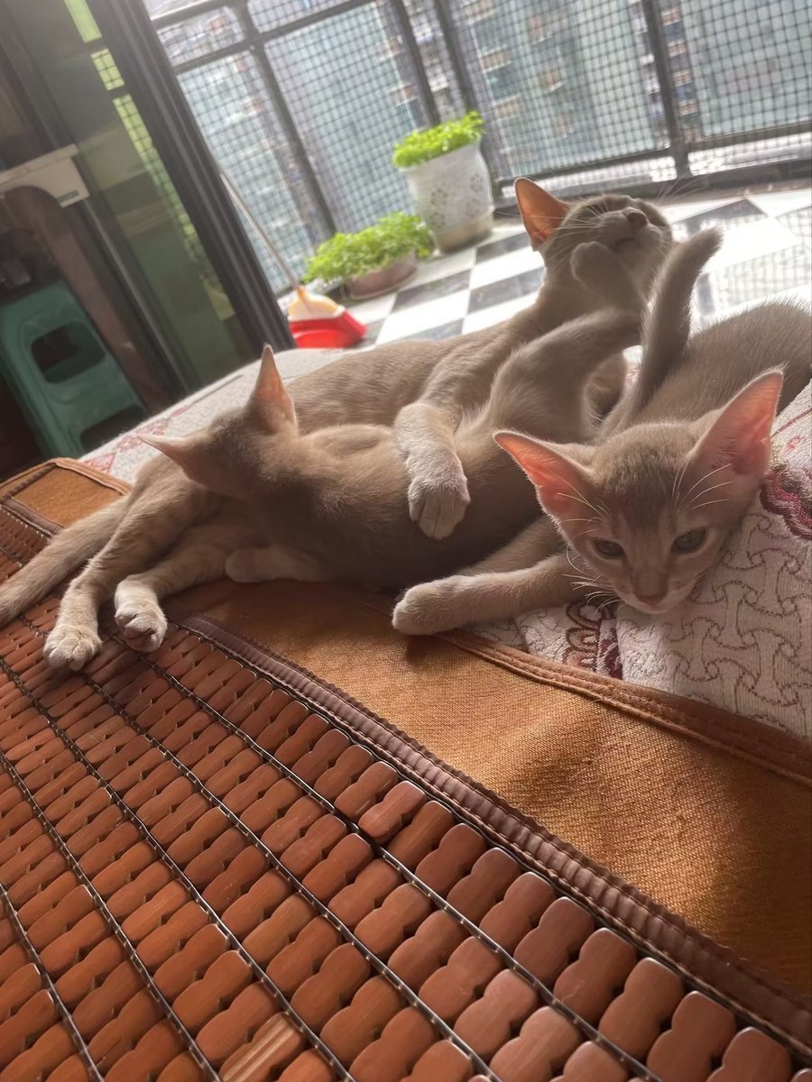 Pengbulai's tweet photo. 珍贵的瘦弱橘猫 https://t.co/ZtY7EKUHCD