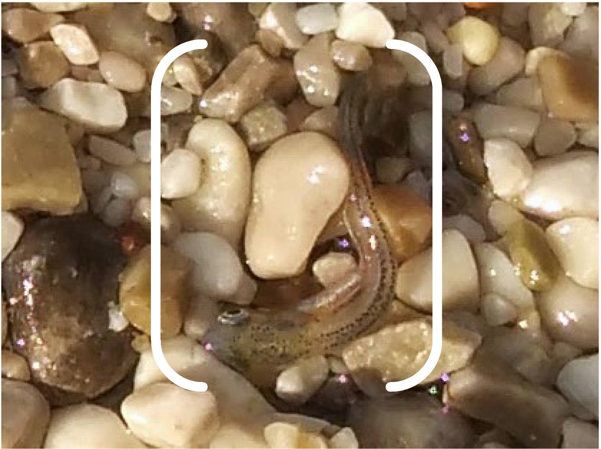 livingrivers's tweet photo. Come and listen to @DanielSHayes talk about the effects of #hydropeaking and riverbank morphology on stranding of cyprinid larvae.

Tomorrow, Wed., 12 Oct. at 11:00 (CET). #ISE2022

Join here: https://t.co/NVW4ubiiTx
PW:123456

@BOKU_IHG @hy_peak @BOKUvienna @Eco_hydro #fishsci https://t.co/eP7keGWMmS