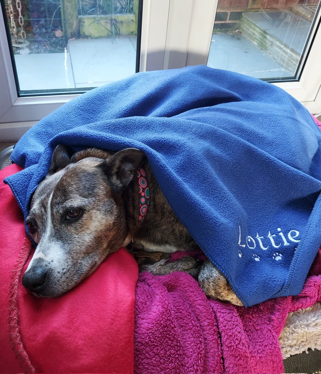 LottieSpots's tweet photo. Brrrr its cold in the office today. #puttheheatingon #softstaffies https://t.co/nUzNJepl7P