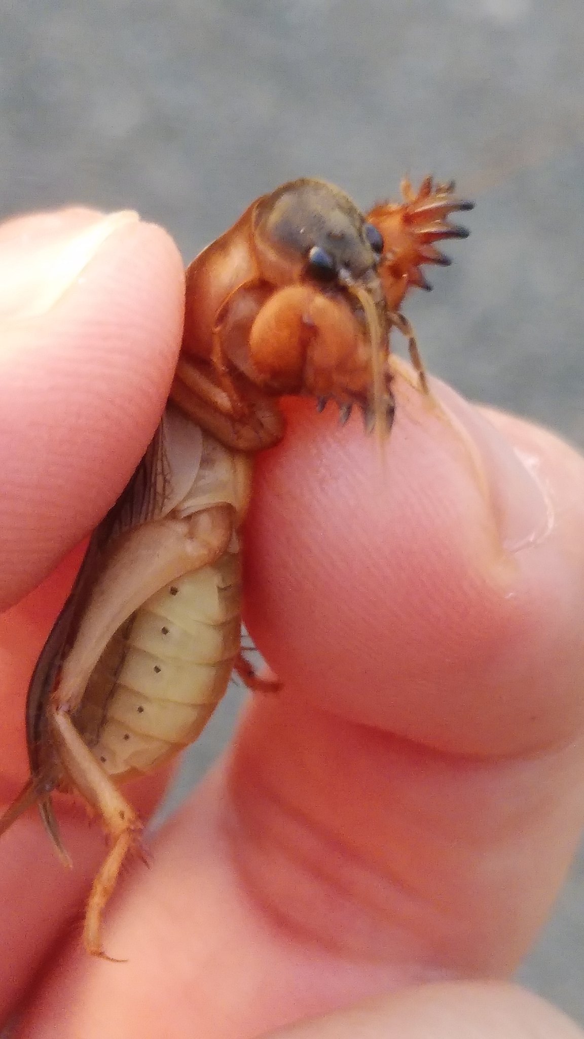 تويتر ケラ البحث في تويتر