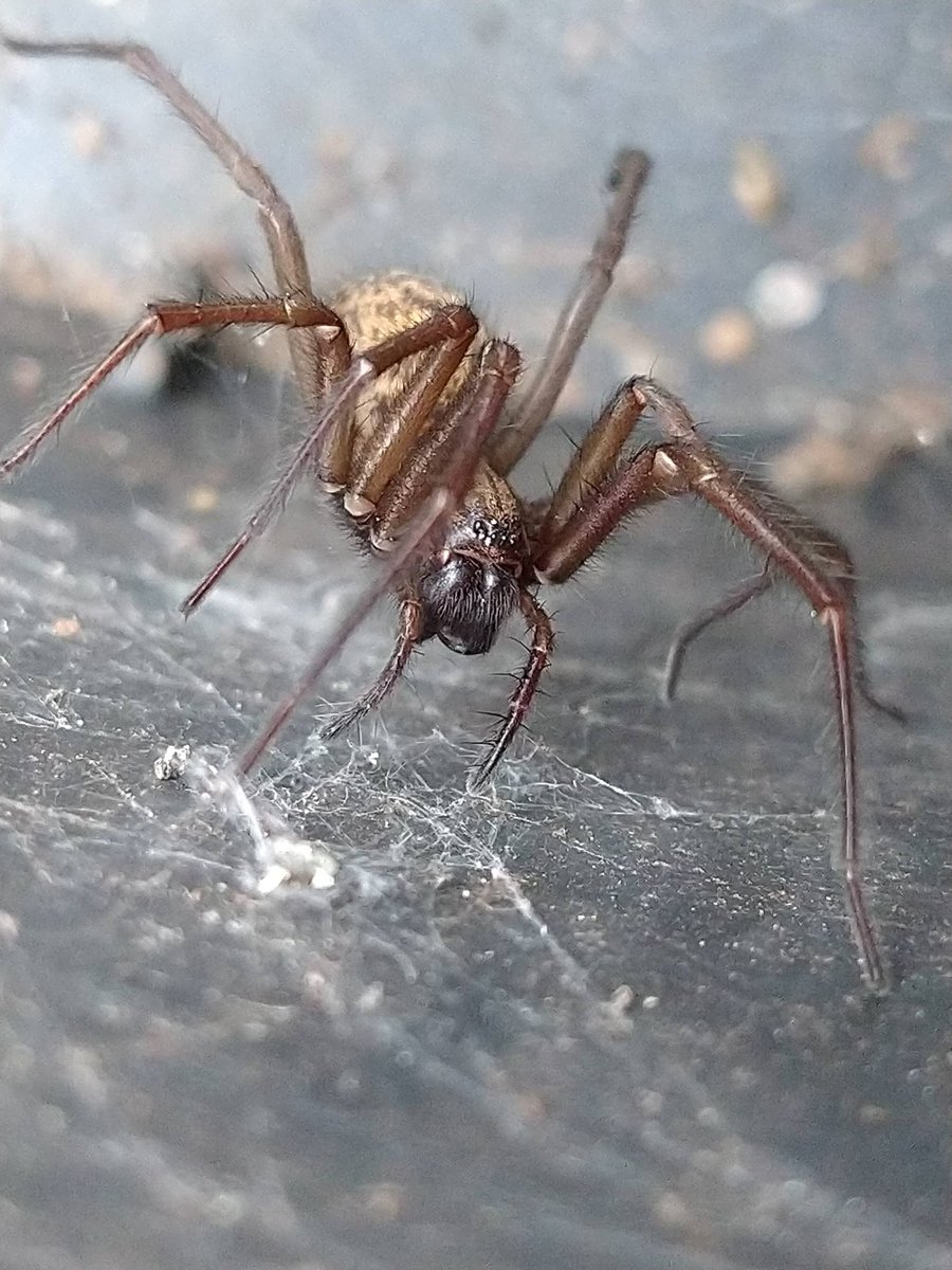 Sim_ALS's tweet image. I’m returning to Twitter after a long break and my next few days will be dedicated to spiders (alongside the inevitable dog pictures of course) #backontwitter
#spiders