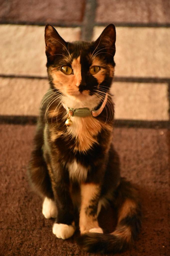 Little Miss Grand Theft Auto 💫 tweet media