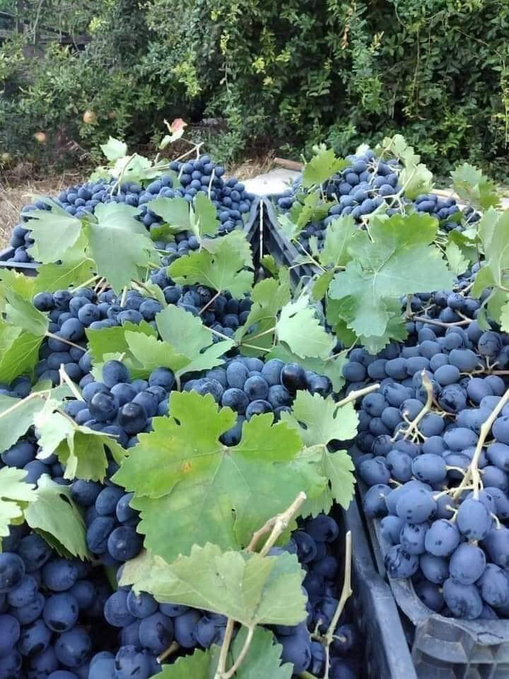 WorldlyHQ's tweet photo. If you love grapes, like and retweet. https://t.co/23a6QSYFzR