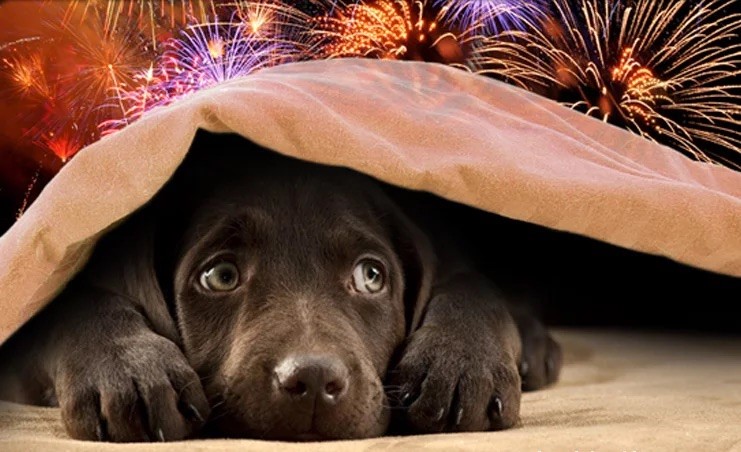 marcthevet's tweet photo. DOG OWNERS: Conkers &amp; acorns contain toxins, plus can cause gut obstruction if swallowed. Some toadstools also poisonous. Call vet ASAP if worried. Make sure dogs are visible at night with reflective strips on coats. Start prepping dogs for #FireworksNight too! #AutumnPetDangers https://t.co/AmVa3AluAX