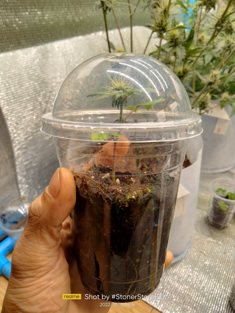 ChillNotSkill1's tweet photo. #RevegingAutoflower ส���ใจต้นพร้อมดอกทักบอกผมได้นะครับ
Call - 0809323930 https://t.co/PUTX1xS4a2