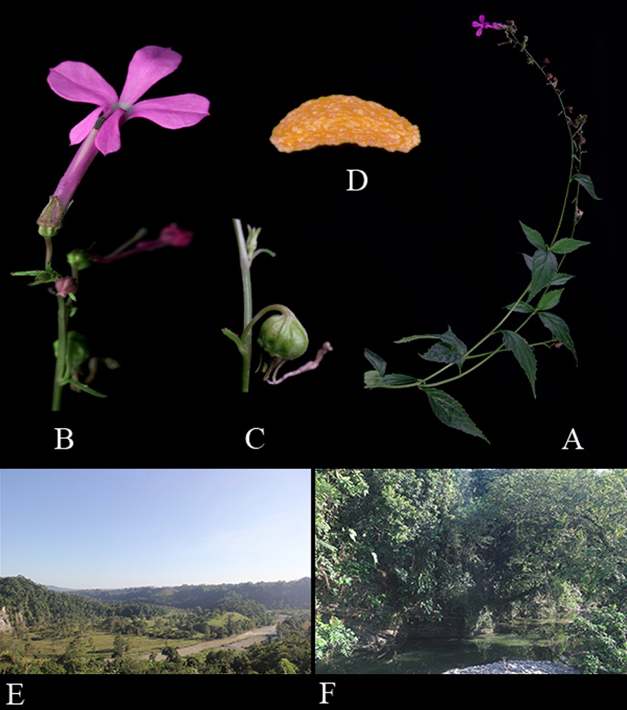 wildscapia's tweet photo. 𝐀 𝐍𝐞𝐰 𝐒𝐩𝐞𝐜𝐢𝐞𝐬 𝐟𝐫𝐨𝐦 𝐭𝐡𝐞 𝐒𝐢𝐞𝐫𝐫𝐚 𝐌𝐚𝐝𝐫𝐞 𝐎𝐫𝐢𝐞𝐧𝐭𝐚𝐥, 𝐌𝐞𝐱𝐢𝐜𝐨 - 𝐋𝐨𝐛𝐞𝐥𝐢𝐚 𝐚𝐥𝐚𝐧𝐚𝐞 (𝐂𝐚𝐦𝐩𝐚𝐧𝐮𝐥𝐚𝐜𝐞𝐚𝐞: 𝐋𝐨𝐛𝐞𝐥𝐢𝐨𝐢𝐝𝐞𝐚𝐞)

#wildscapia #wildlifenews #newspecies #mexico #wildlife https://t.co/wzYOaASGva