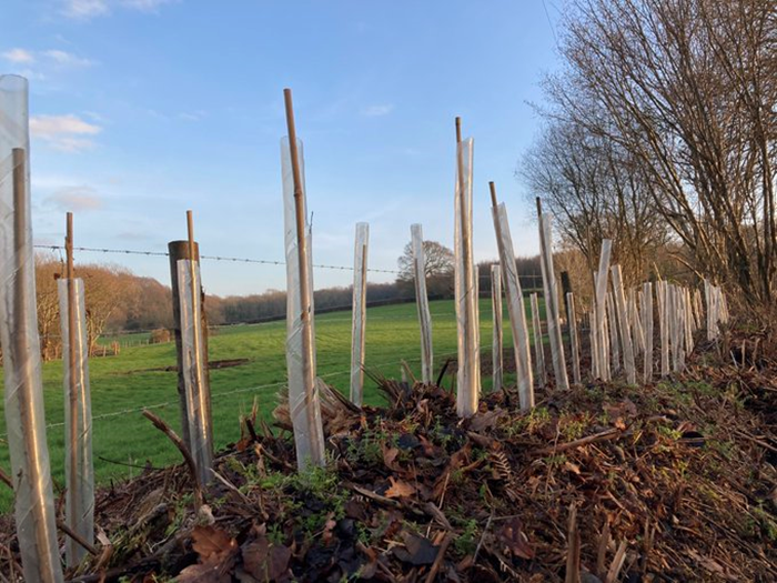 FavColour_Green's tweet photo. Day2 of #PracticalHedge for #NationalHedgerowWeek is about establishing a good hedge
There is plenty of information about planting, (about 5 whips/m, in a staggered double row etc) so I won't bother with details on this - but what then? What do we do when they are in the ground? https://t.co/oxMMWtf26p