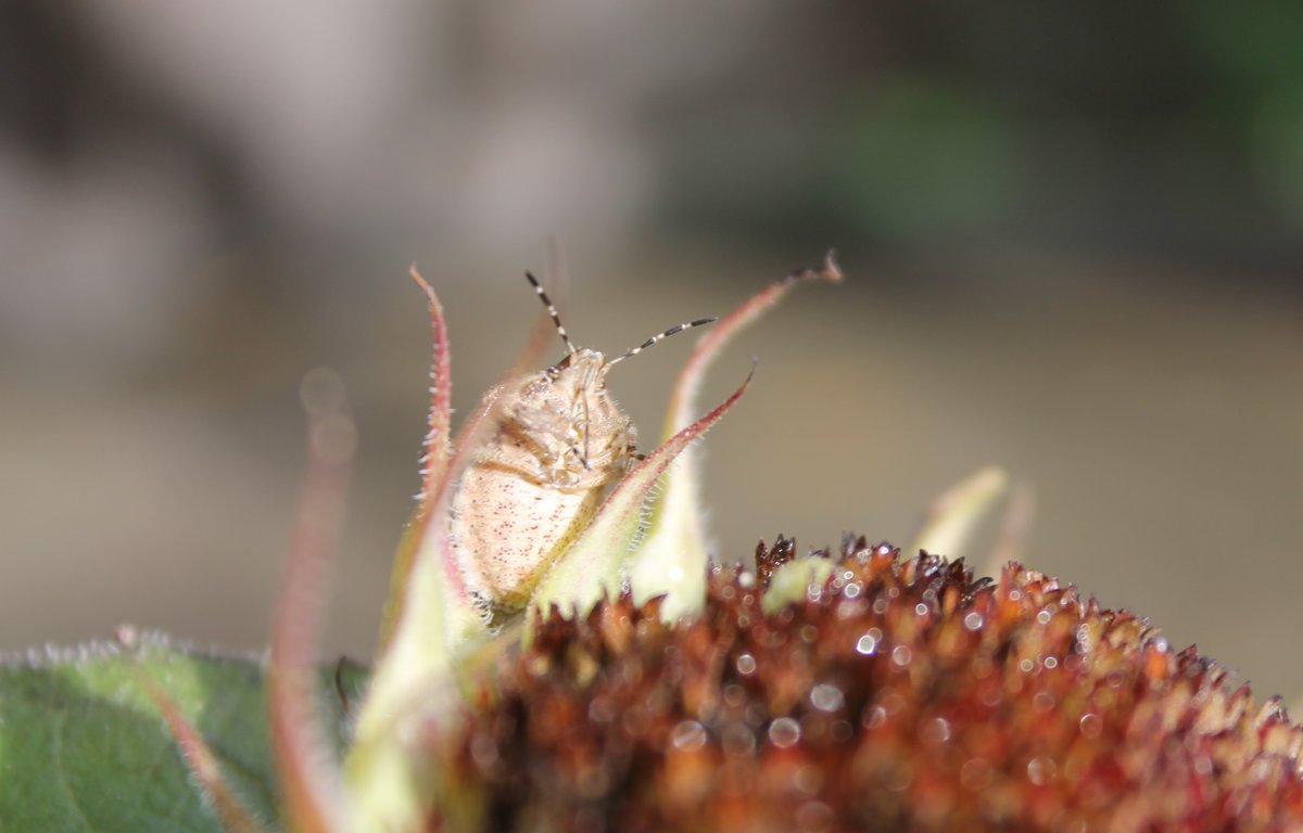 JiscaDijk's tweet photo. #DolycorisBaccarum #bessenschildwants #wants #shieldbug #mijnkleinetuin #adoptietuin #laatdenatuurnietstikken
Klaar om te gaan overwinteren deze schildwants met een paarse gloed. Ook is ie behaard, als enige in de soort - zou je zo niet zeggen π€ https://t.co/ZvHLun9d5I