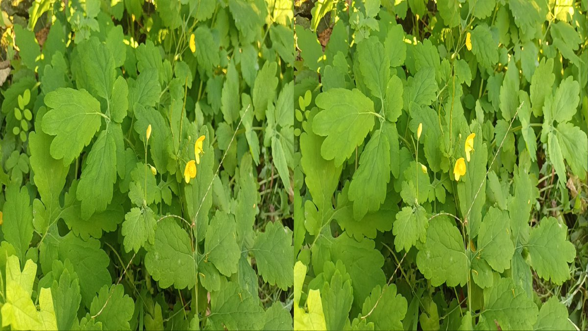 JoeYu65572933's tweet photo. Road side in Belgrade. Photo by new 3D phone 5G! If you come to Stereopsia, Oct. 17 - 19, Brussels, Belgium, you can try it on spot! Find more info of the exhibition at: https://t.co/DofALJwDMN https://t.co/Re3vkIH7wJ https://t.co/7QNvsmfGHM