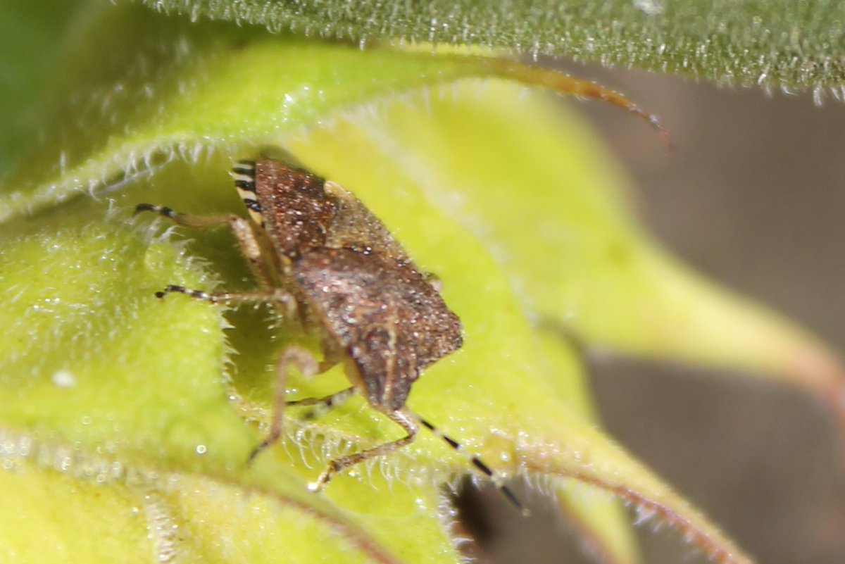 JiscaDijk's tweet photo. #DolycorisBaccarum #bessenschildwants #wants #shieldbug #mijnkleinetuin #adoptietuin #laatdenatuurnietstikken
Klaar om te gaan overwinteren deze schildwants met een paarse gloed. Ook is ie behaard, als enige in de soort - zou je zo niet zeggen π€ https://t.co/ZvHLun9d5I
