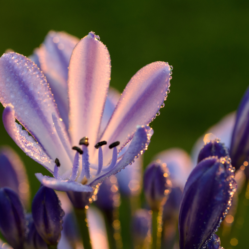 lifeisagardensa's tweet photo. We heart aggies!
Local and loud
Colour for days
Easy and always cheerful
#agapanthus #aggies #october #blueflowers #colour #lifeisagarden
#ingidenous #bedplants #containerplanting https://t.co/z0lk40cimB