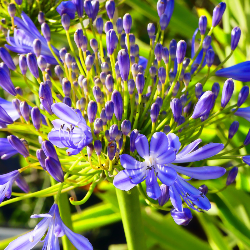 lifeisagardensa's tweet photo. We heart aggies!
Local and loud
Colour for days
Easy and always cheerful
#agapanthus #aggies #october #blueflowers #colour #lifeisagarden
#ingidenous #bedplants #containerplanting https://t.co/z0lk40cimB