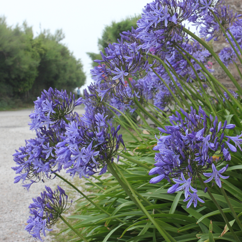 lifeisagardensa's tweet photo. We heart aggies!
Local and loud
Colour for days
Easy and always cheerful
#agapanthus #aggies #october #blueflowers #colour #lifeisagarden
#ingidenous #bedplants #containerplanting https://t.co/z0lk40cimB