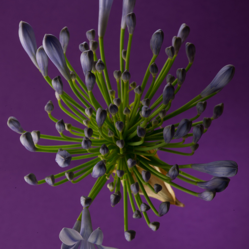 lifeisagardensa's tweet photo. We heart aggies!
Local and loud
Colour for days
Easy and always cheerful
#agapanthus #aggies #october #blueflowers #colour #lifeisagarden
#ingidenous #bedplants #containerplanting https://t.co/z0lk40cimB