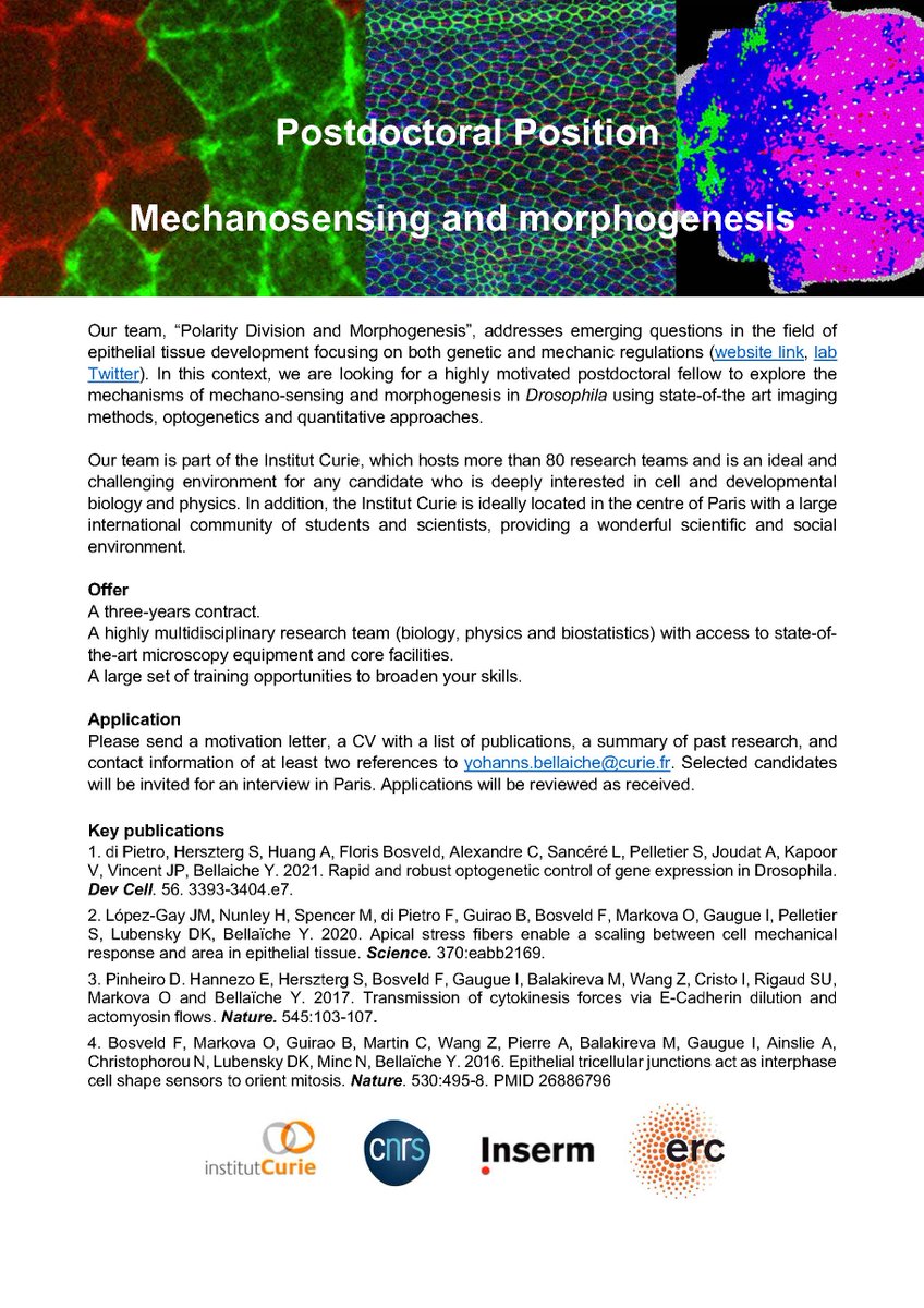 📢 We are hiring! 3y fully funded postdoc position open in our interdiscipinary team working on Drosophila epithelial morphogenesis @institut_cuire #Paris. Want to do live imaging, (opto)genetics and quantitative biology?
Join us and apply or spread the news and RT!