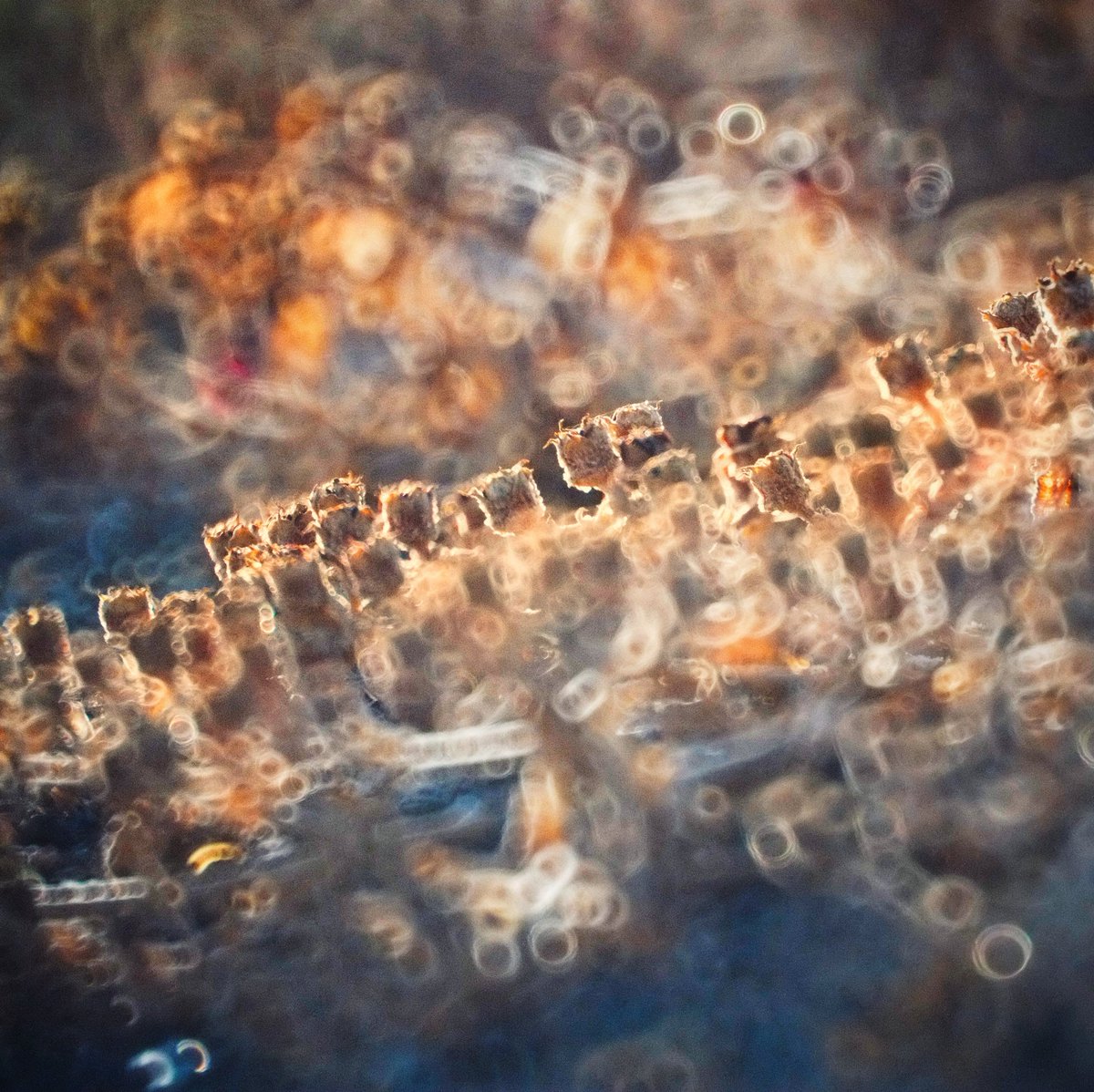 bokeh_es's tweet photo. Do you like #donutbokeh of #mirrorlenses ?

Shot with a #mirrorlens #Makinon 300mm f/5.6, #Fujifilm X-E1, #Viltrox #focalreducer. JPG edited with #Snapseed.

#bokeh_es #bokeh #makinon300mm #reflexlens #photography #catadioptric #NaturePhotography #flowersphotography https://t.co/znp39DhKgF