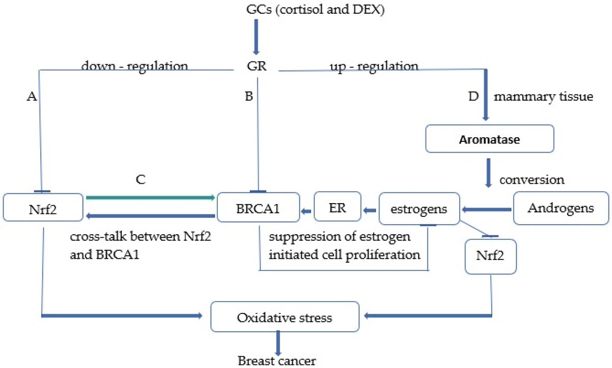Landmark_IMR's tweet photo. 🌟SELECTED Article🌟
Potential Mechanisms by which Glucocorticoids Induce #Breast Carcinogenesis through Nrf2 Inhibition
By:
@mira47109341 and Aldo Giudice et al. from @UniSalerno in #Italy
🔍https://t.co/QdKv2Izqdc
#BreastCancerAwarenessMonth #mechanism #antioxidentification https://t.co/MZbHqn0v33