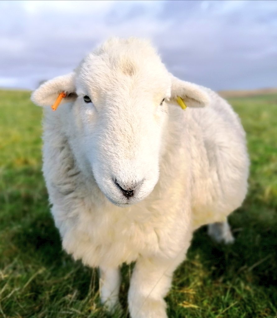 highfieldsherdy's tweet image. A wonderful response to Droopsy's post yesterday, thank you. Here he is this morning, spotted me from afar. You can always rely on Droopsy for a lovely welcome in the field. Loved by so many, an adorable character...💚 #herdwicks #farmlife #hillfarm #sheep #wool #fleeces