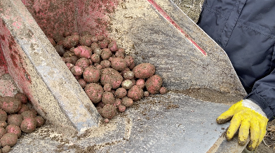 SUSFERT_BBI's tweet photo. 🇪🇺📢 “Exceptional” #Wotan #starch #potato #field #trial #results in the development of SUSFERT #bio-based #fertilisers using #ABiTEP #bacillus #strains &amp; @SappiEurope #lignosulphonate #coatings.

Read more:👇

https://t.co/buCzQx3psl https://t.co/i9YFpqeRvT