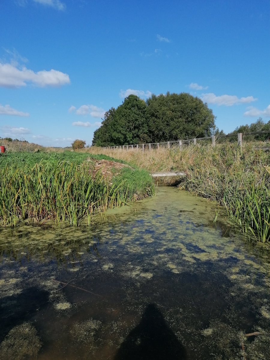 Yesterday the team visited some new #ponds created through the project, including on farmland, to plant water mint, yellow iris and hemp-agrimony. It was great to see #aquatic plants establishing, #dragonflies laying eggs and signs of pond visitors (e.g., deer and waterfowl).