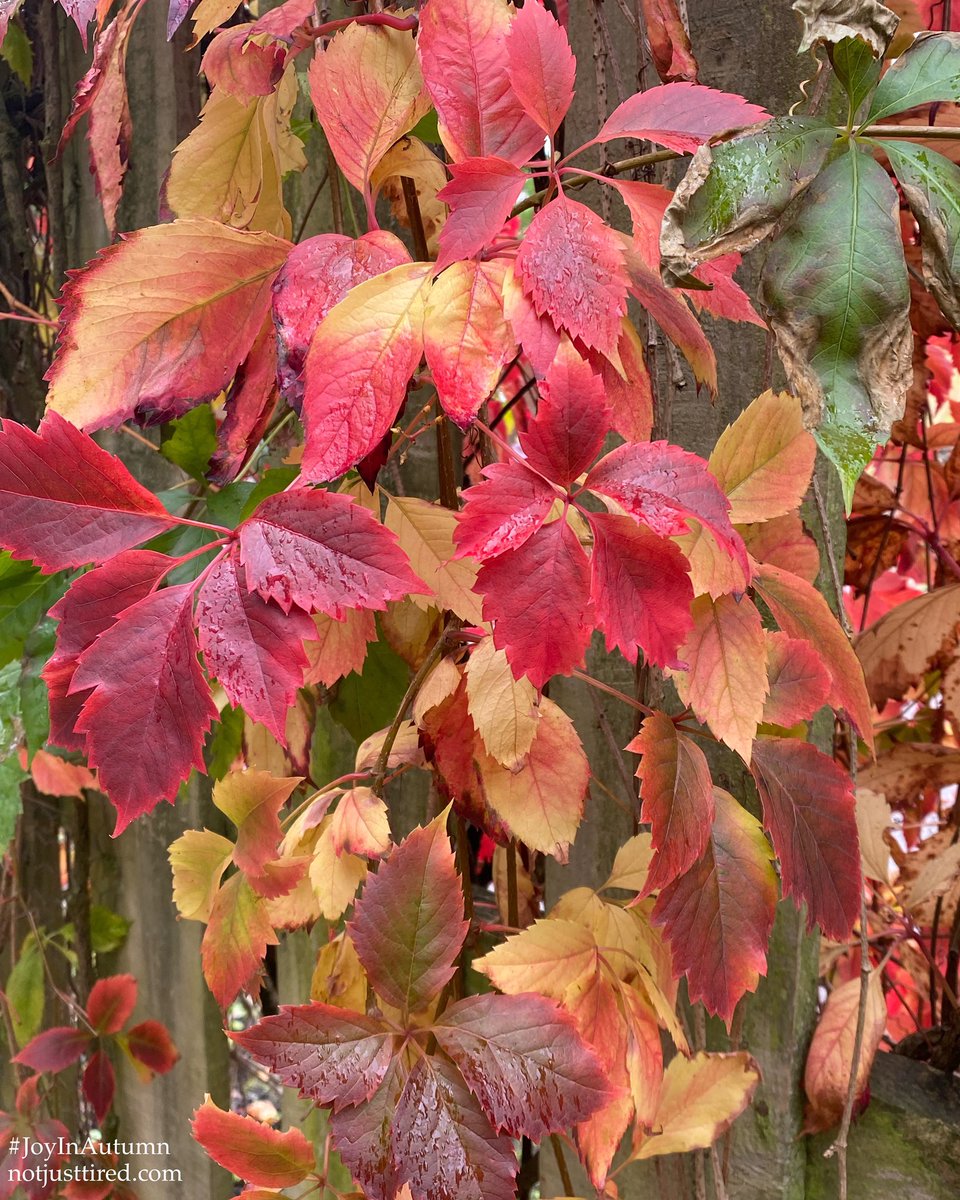 Joy In The Seasons tweet media