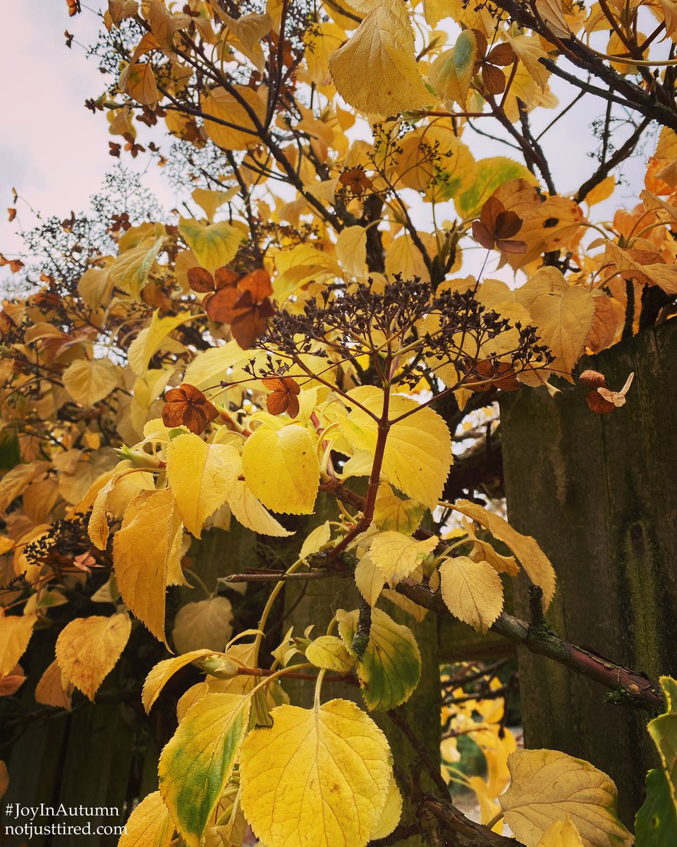 Joy In The Seasons tweet media