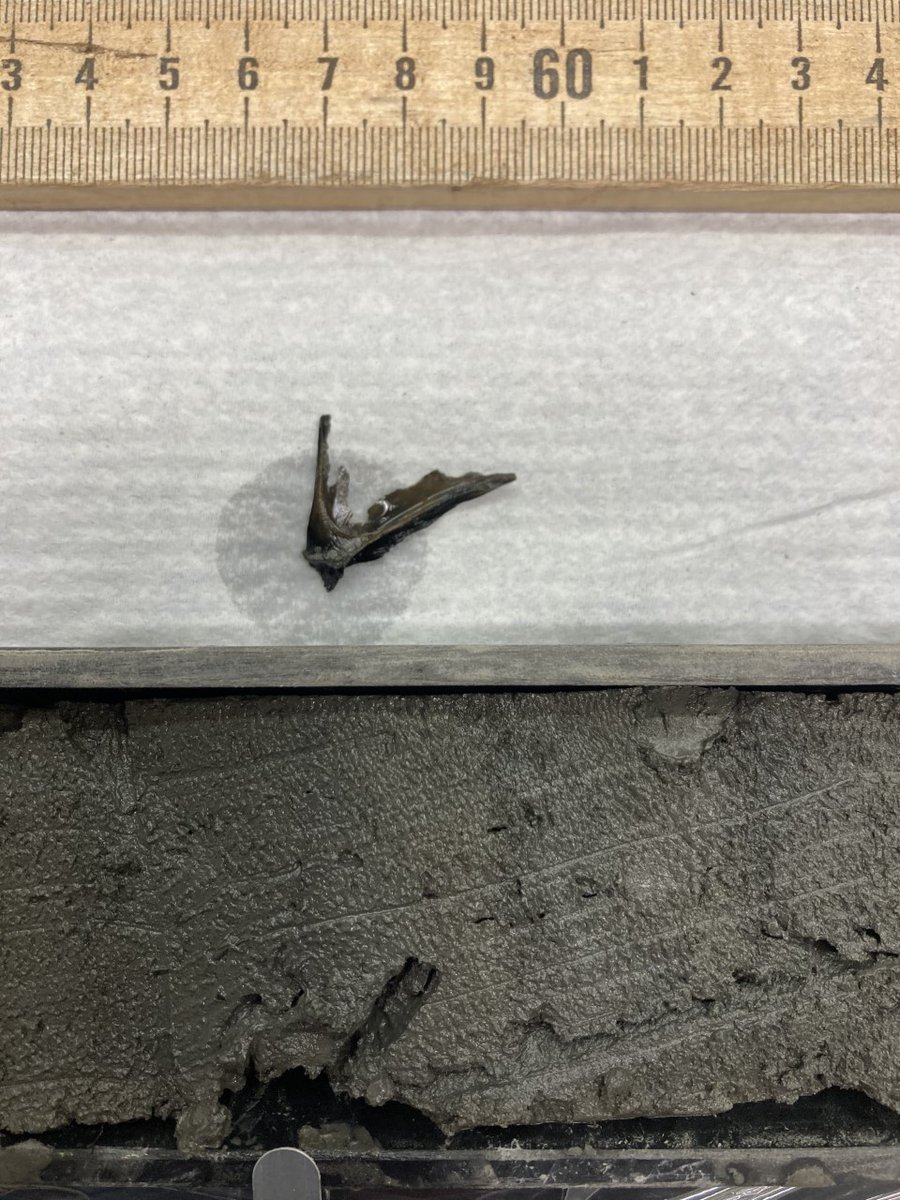 Matthew Peros tweet media