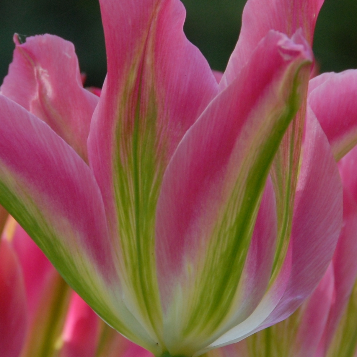 John Scheepers Bulbs (BeautyFromBulbs) / Twitter