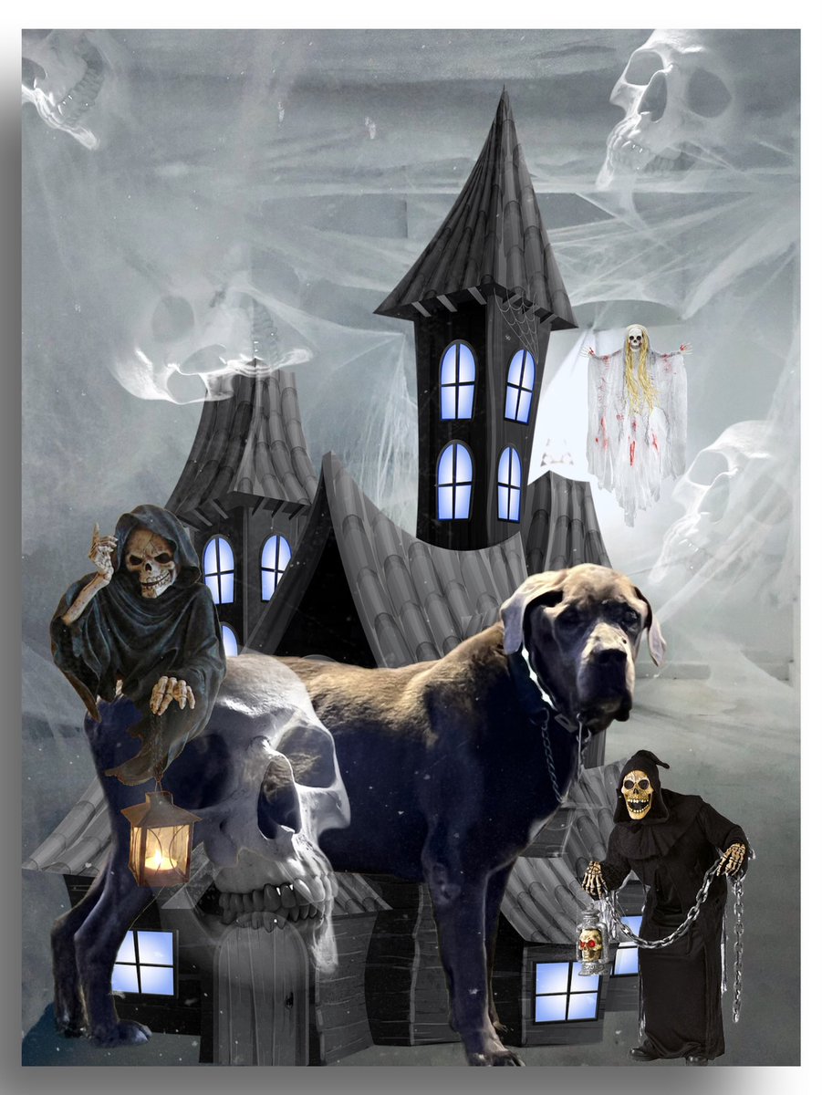 Malgorzattaa's tweet photo. The Boo Crew! Who is getting ready for Halloween? #Pluto #Dog #Halloween2022 #TheBooCrew https://t.co/oQuEIA67bb