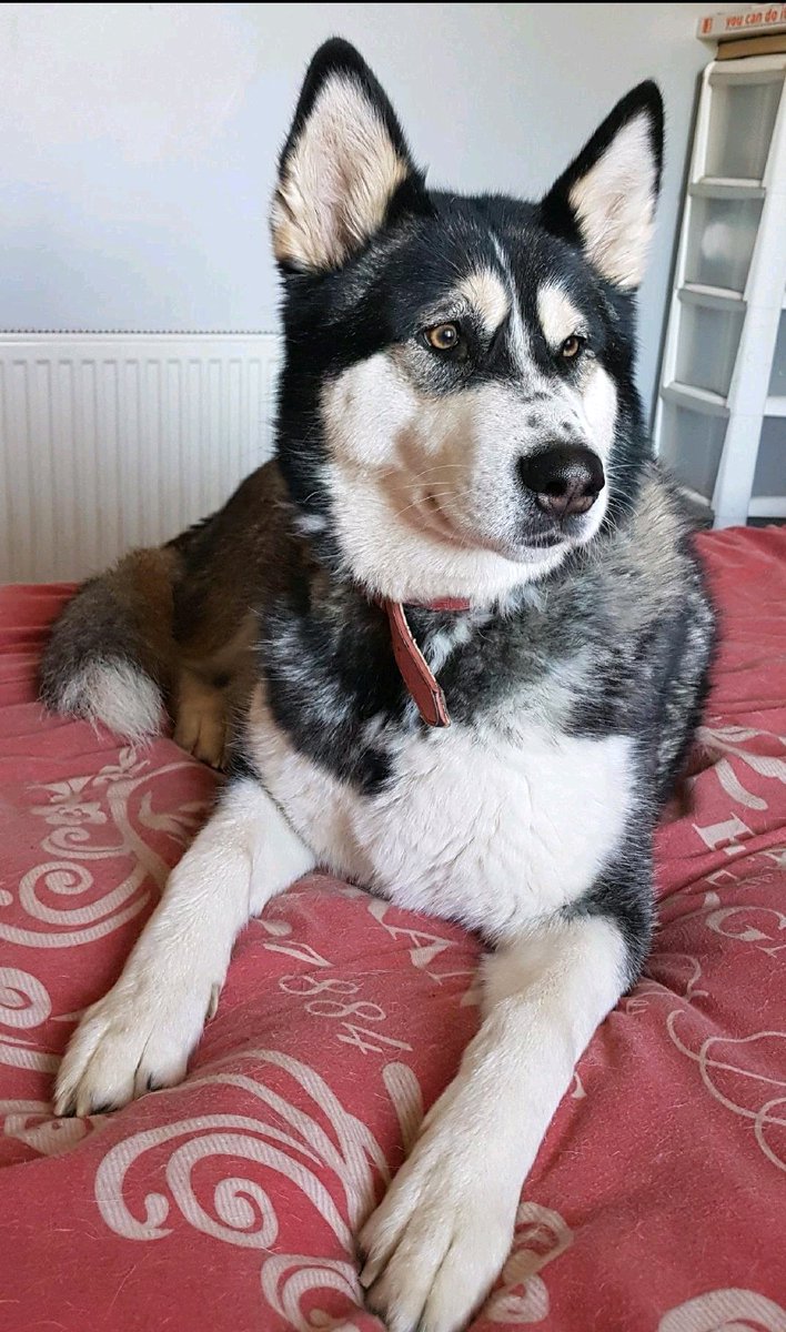 cococookie01's tweet photo. My girl 🐺❤️ #husky #huskies #siberianhusky #snowdogs #floof #atthefront #dogsoftwitter https://t.co/P6xjPgpm6D